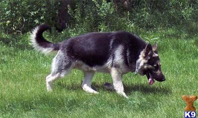 Stud Dogs in IA